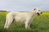 IRISH WOLFHOUND 058